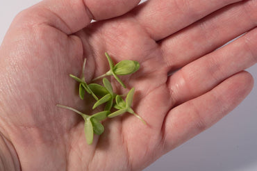 Shungiku Broadleaf – Microgreen Seed