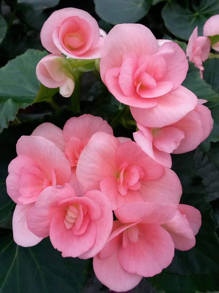 Rose Rieger Begonia Flower Seeds for Planting – Heirloom, Non-GMO Garden Seeds
