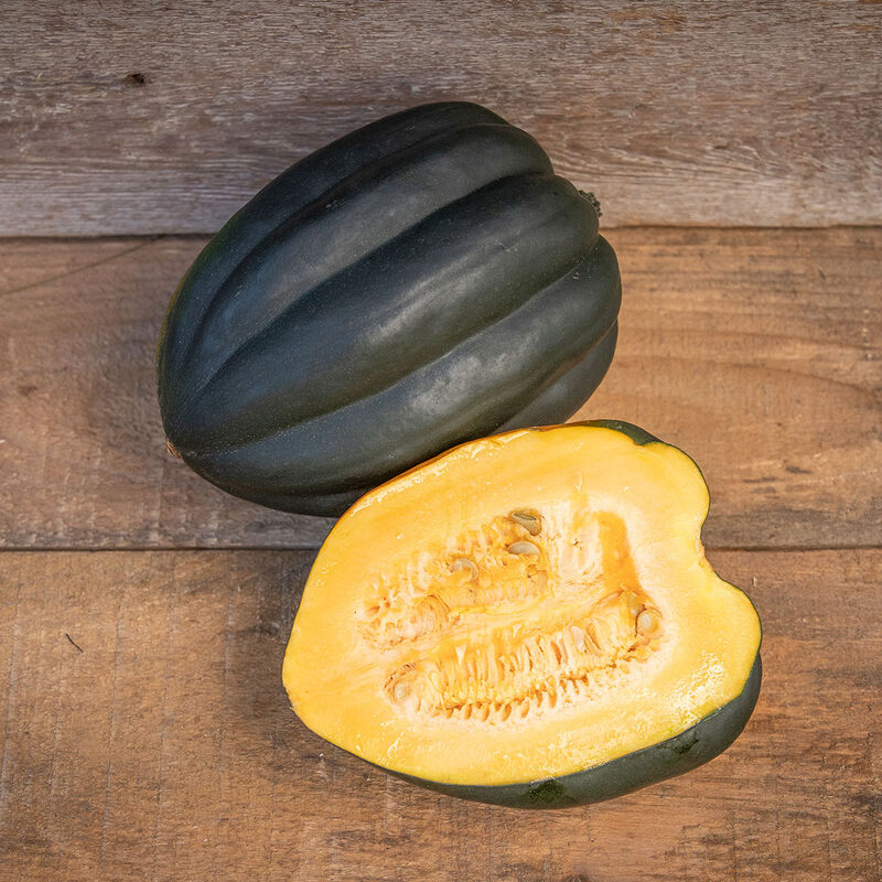 Honey Bear – Acorn Squash Seed