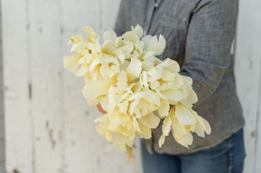 Exotic Emperor – Tulip