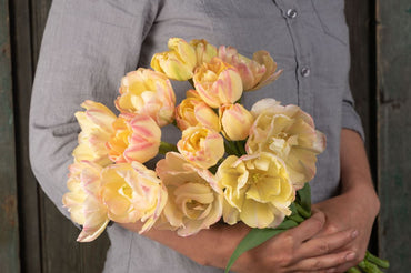 Creme Upstar – Tulip