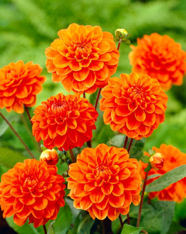 Orange Nugget Dahlia