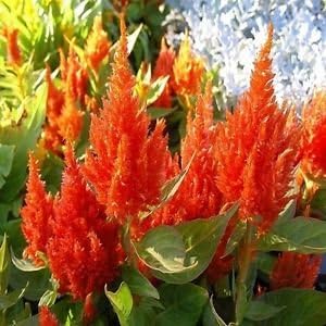 Orange Celosia Flower Seeds, Heirloom, Non-GMO Seeds for Planting