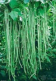 Long Bean Vegetable Seeds for Planting - 100 pcs