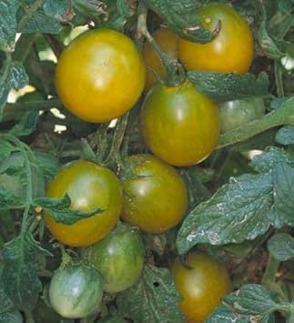 Green Tomato Solanum lycopersicum seeds for garden planting