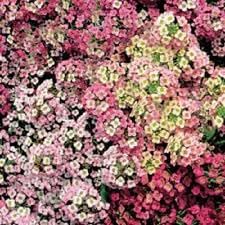 Heirloom Sweet Alyssum Flower Seeds for Planting, Non-GMO
