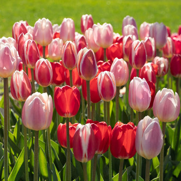 Perennial Delight Tulip Mixture Seeds