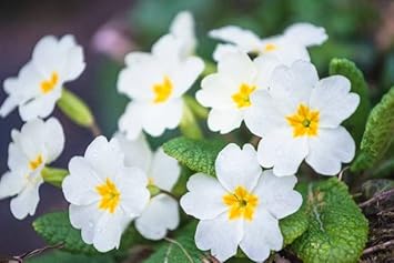 Primula Flower Seeds for Planting - 100
