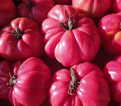 Dark Pink Tomato Seeds for Planting - 100 pcs