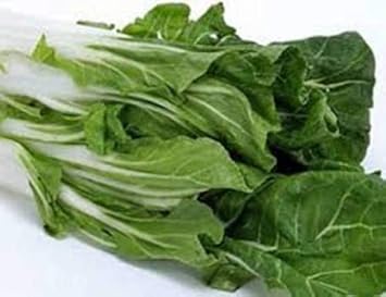 Green Chard Vegetable Seeds for Planting heirloom & Non-GMO Seeds