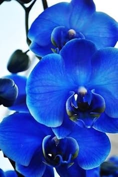 Organic Blue Phalaenopsis Orchid Seeds for Planting – Heirloom, Non-GMO Flower Seeds