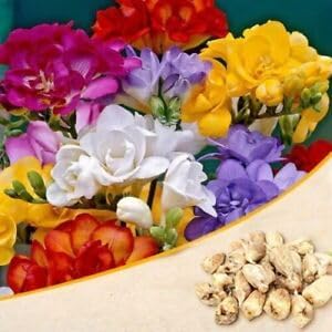 Freesia Flower Seeds for Planting 100 -Hierloom Flower Seeds