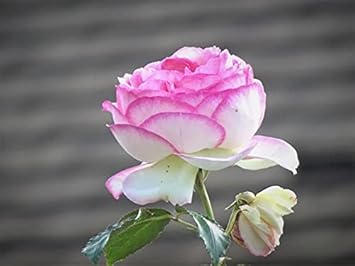 Pink & White Rose Heirloom Non-GMO Seeds for Planting