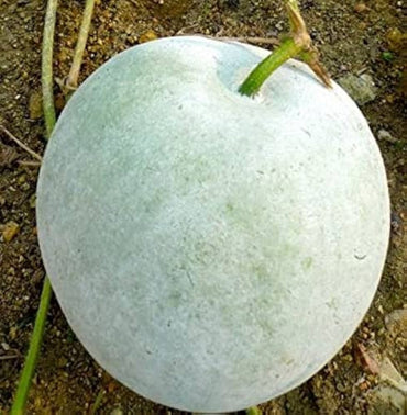 Wax Gourd Benincasa hispida Vegetable Seeds for Planting Wax Pumpkin Melon in Kitchen Garden