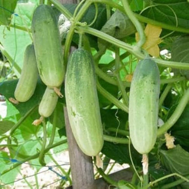 Large Cucumber Heirloom Vegetable Seeds
