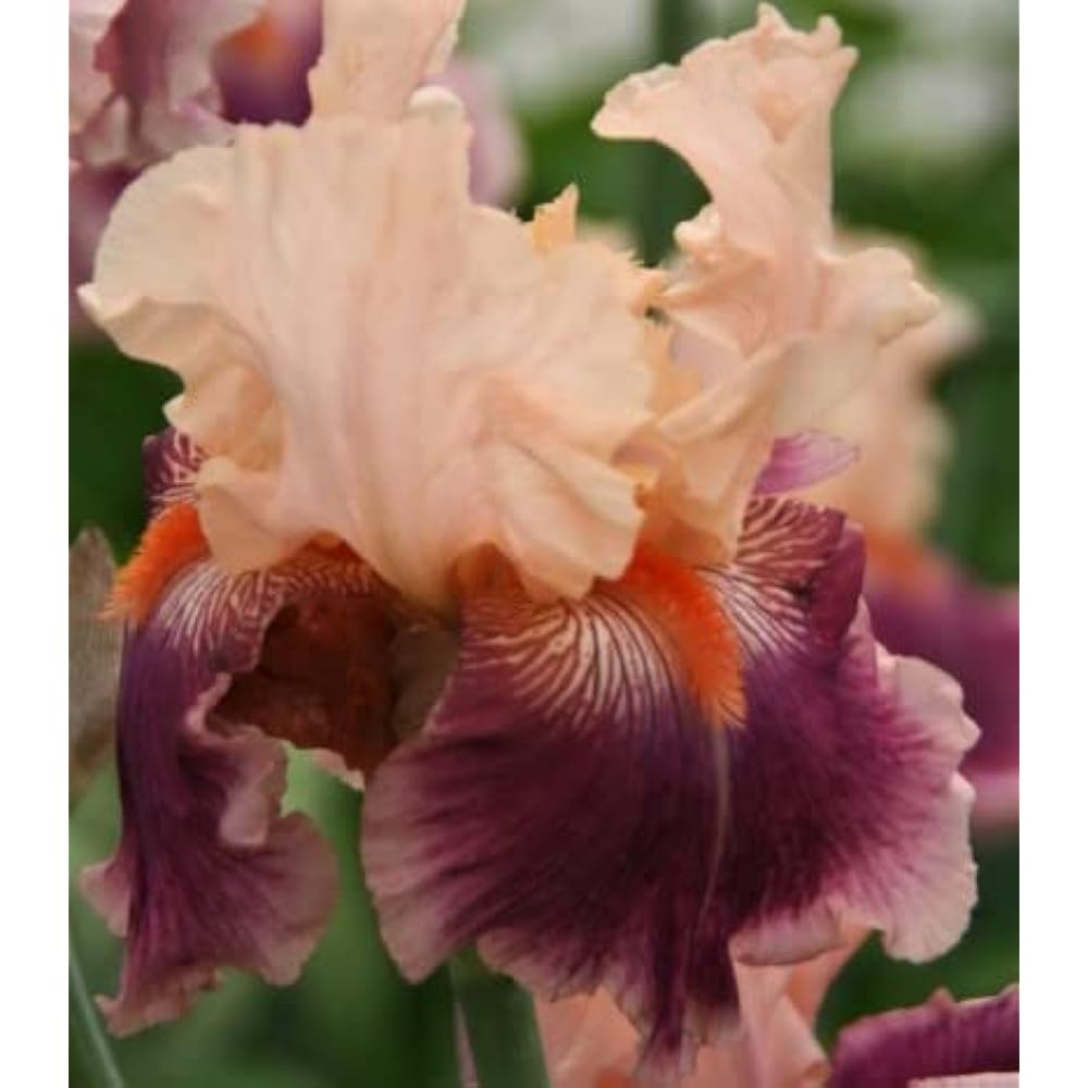 Cherry Blossom Song Bearded Iris Seeds