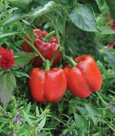Sweet red pepper Capsicum annuum seeds for planting in organic vegetable gardens