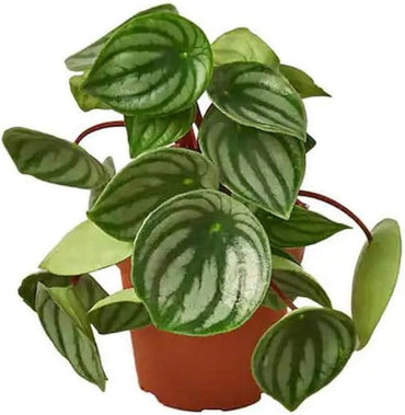 Peperomia Melon Leaves Green Plant Seeds