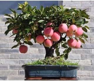 Miniature Bonsai Pomegranate Seeds - Beautiful Indoor Fruit Trees for Limited Spaces, Heirloom Seeds