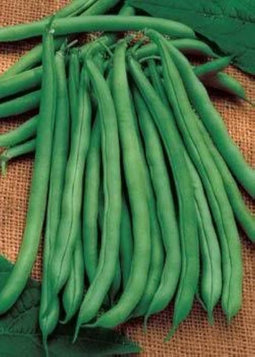 Missouri Wonder Pole Bean Seeds – Climbing Green Beans, Heirloom, Non-GMO