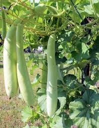 Cucuzzi Gourd Cucurbita pepo seeds for garden planting
