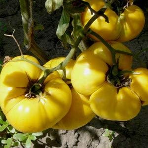 Heirloom Big Tomato Vegetable Seeds for Planting – Yellow Mixed Selection, Non-GMO Garden Seeds