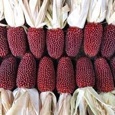 Red Strawberry Popcorn Fruit Seeds for Growing -Heirloom & non GMO seeds