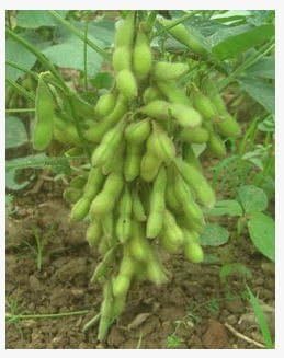 Green Bean Vegetable Seeds for Planting - 100 pcs