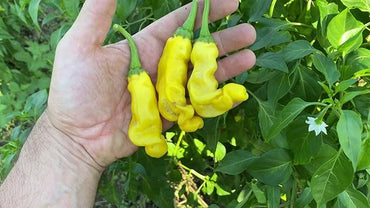 Peter Pepper Vegetable Seeds for Planting - 100 pcs