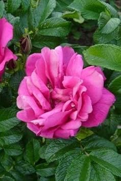 Pink Rugosa Fragrant Rose Heirloom Non-GMO Seeds for Planting