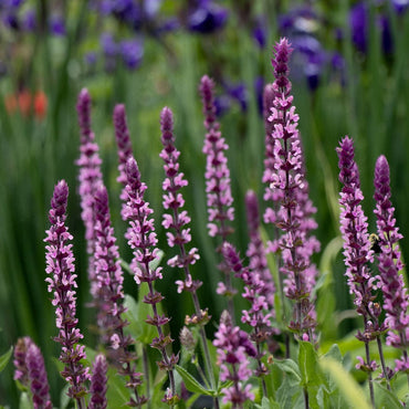 Organic Heirloom Non-GMO Nemorosa Seeds for Planting – Woodland Garden Blooms