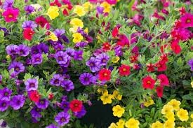 Calibrachoa Flower Seeds Heirloom Non GMO Planting - 100 for planting in home garden