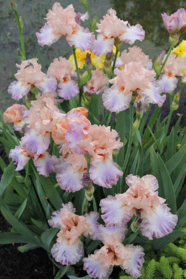 Celebration Song Bearded Iris