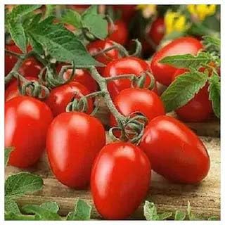 Dark Red Tomato Seeds for Planting - heirloom & Non GMO Seeds