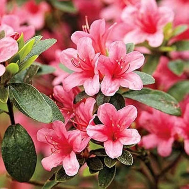 Heirloom Non-GMO Azalea Flower Seeds for Planting – Colorful Ornamental Shrub Seeds