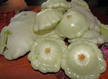 New Fresh 25pcs Green Tint Scallop Fruit Seeds - Exotic Scallop Fruits for Your Backyard 100 pcs