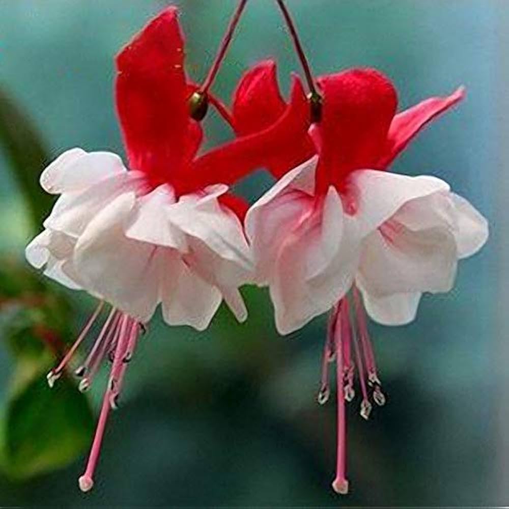 Fuchsia Red Lantern Perennial Flower - for planting in home garden