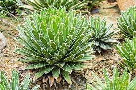 Heirloom Agave Victoriae Plant Seeds, Non-GMO Compact Succulent for Drought-Tolerant Garden Planting