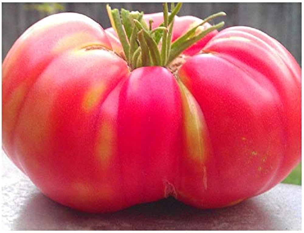 Red Brandywine tomato seeds – heirloom variety for rich, full-flavored fruits