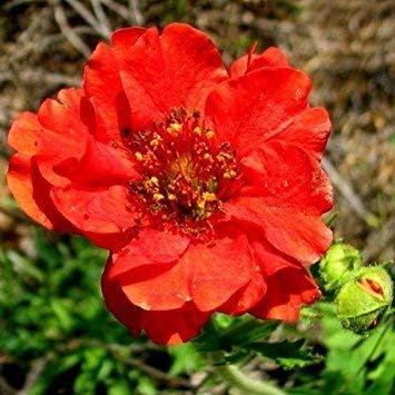Organic Red Bradshaw Flower Seeds for Planting – Heirloom, Non-GMO