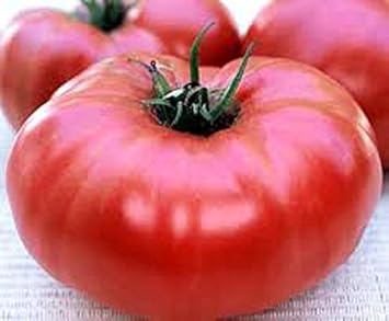 Red Giant Tomato Solanum lycopersicum for planting in home garden