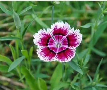 Heirloom Non-GMO White Violet Dianthus Flower Seeds for Dual-Tone Garden Displays and Fragrant Planting