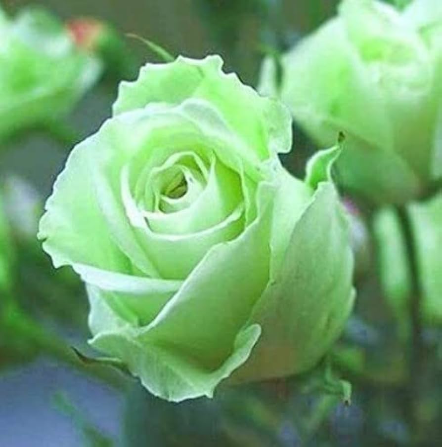 Rose Rosa chinensis Flower Seeds for Planting Golden Green Variety in Home Garden