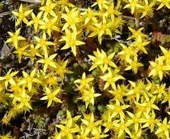Heirloom Mauerpfeffer Flower Seeds, Non-GMO Sedum Blooms for Rock and Drought-Tolerant Garden Planting