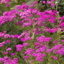 Heirloom Yarrow Flower Seeds for Planting, Non-GMO, Medicinal Herb Garden Seeds for Pollinators