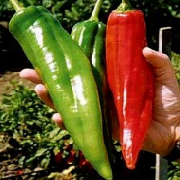 Big Jim pepper Capsicum annuum New Mexico heirloom vegetable seeds for planting in home garden or large pots