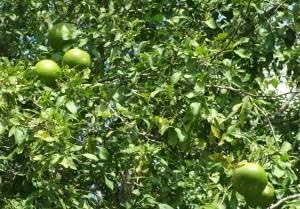 Stone Apple Seeds for Planting - Distinctive and Aromatic Fruit Plants Seeds