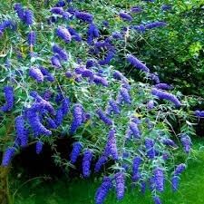 Heirloom Bush Flower Seeds – Non-GMO Flower Seeds for Planting