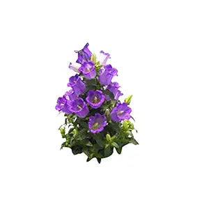 Campanula Persicifolia Flower Seeds – Hardy Perennial