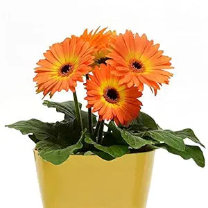 Gerbera Flower Seeds – Orange Hybrid Mix